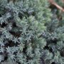 Juniper – Blue Star – #3 Container